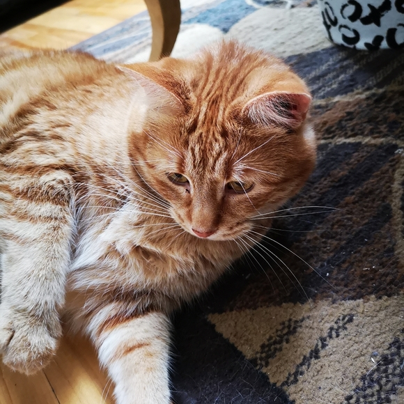 π¦Meet me... FRENCH OR ENGLISH - Picture 4 of 4